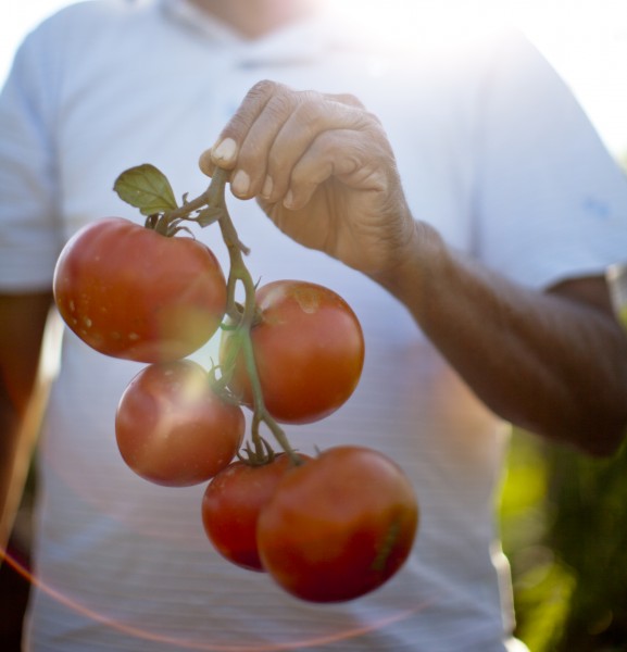 Florida's tomatoes are harvested by people, not machines, and are bound for the U.S. and Canada's fast-food and supermarket chains. Photo: Forest Woodward.